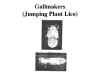jumping plant louse--gall maker.jpg (7965 bytes)