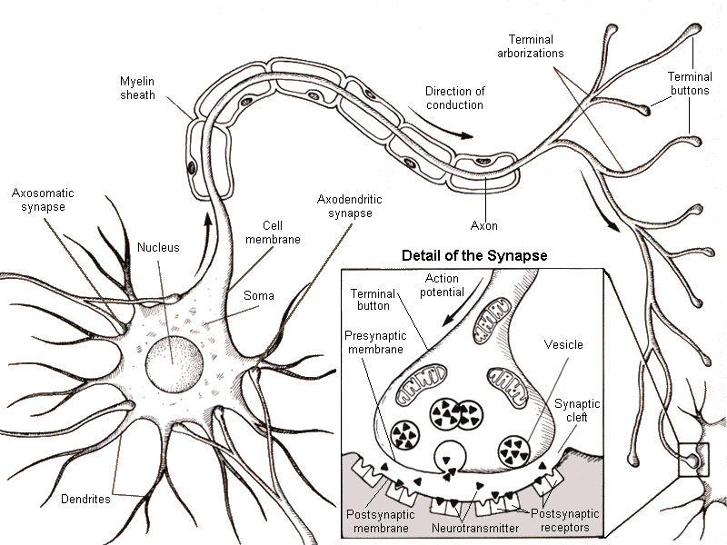 Diagram Neuron