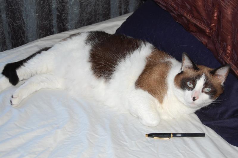 Cat with a pen (photo)