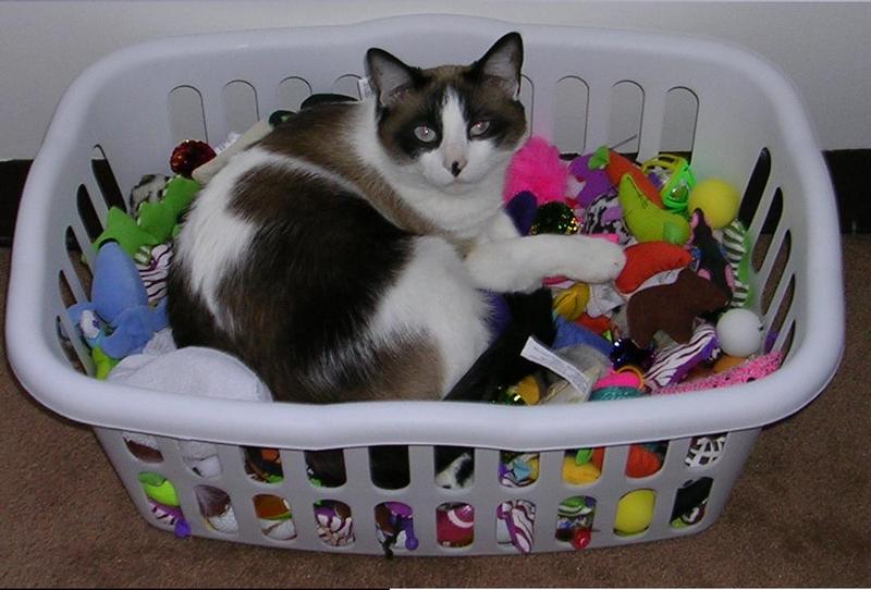 Cat with toys (photo)